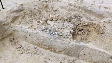 Archeolodzy znów badają w okolicach Wielunia