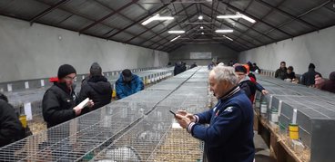Ponad tysiąc królików pokazano na 19. Ogólnopolskiej Wystawie Królików Rasowych, Drobiu Ozdobnego i Gołębi w Wieluniu