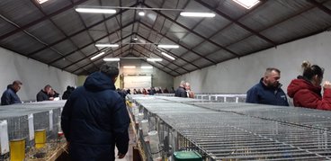 Ponad tysiąc królików pokazano na 19. Ogólnopolskiej Wystawie Królików Rasowych, Drobiu Ozdobnego i Gołębi w Wieluniu