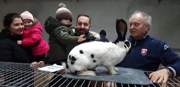 Ponad tysiąc królików pokazano na 19. Ogólnopolskiej Wystawie Królików Rasowych, Drobiu Ozdobnego i Gołębi w Wieluniu