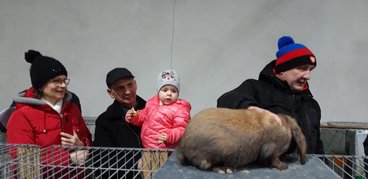 Ponad tysiąc królików pokazano na 19. Ogólnopolskiej Wystawie Królików Rasowych, Drobiu Ozdobnego i Gołębi w Wieluniu
