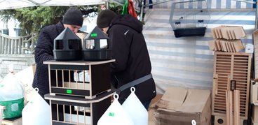 Ponad tysiąc królików pokazano na 19. Ogólnopolskiej Wystawie Królików Rasowych, Drobiu Ozdobnego i Gołębi w Wieluniu