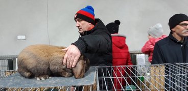 Ponad tysiąc królików pokazano na 19. Ogólnopolskiej Wystawie Królików Rasowych, Drobiu Ozdobnego i Gołębi w Wieluniu