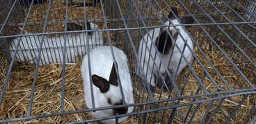 Ponad tysiąc królików pokazano na 19. Ogólnopolskiej Wystawie Królików Rasowych, Drobiu Ozdobnego i Gołębi w Wieluniu
