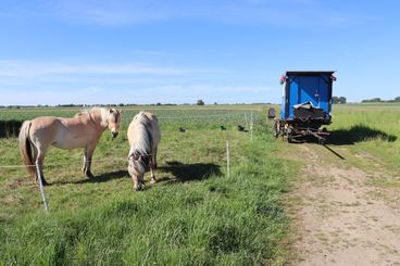 Duńczyk podróżuje wozem zaprzężonym w konie. Zatrzymał się w powiecie wieluńskim