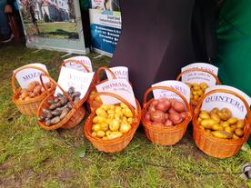 Za nami targi ”Jesień w polu i ogrodzie – Kościerzyński Dzień Ziemniaka”