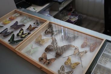 Biblioteka Miejska zaprosiła dziś na obchody Dnia Motyla. Niebawem ruszą warsztaty tematyczne