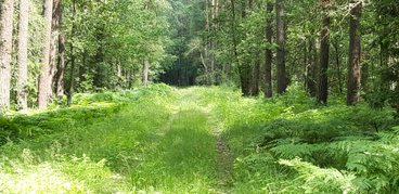 Parki i ogrody ziemi wieluńskiej - Park Krajobrazowy Międzyrzecza Warty i Widawki - Rezerwat leśny „Hołda”