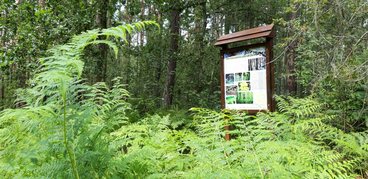 Parki i ogrody ziemi wieluńskiej - Park Krajobrazowy Międzyrzecza Warty i Widawki - Rezerwat leśny „Hołda”