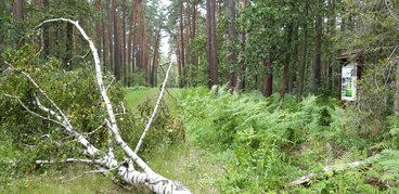 Parki i ogrody ziemi wieluńskiej - Park Krajobrazowy Międzyrzecza Warty i Widawki - Rezerwat leśny „Hołda”