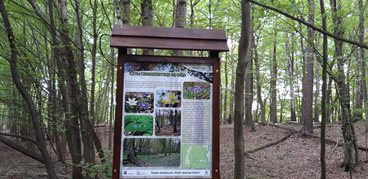 Parki i ogrody ziemi wieluńskiej - Park Krajobrazowy Międzyrzecza Warty i Widawki - Rezerwat leśny „Hołda”