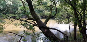 Parki i ogrody ziemi wieluńskiej - Park Krajobrazowy Międzyrzecza Warty i Widawki - Rezerwat leśny „Hołda”