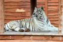 Odkrywamy łódzkie - Zoo Safari Borysew