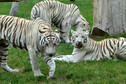 Odkrywamy łódzkie - Zoo Safari Borysew