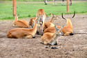 Odkrywamy łódzkie - Zoo Safari Borysew