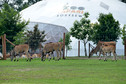 Odkrywamy łódzkie - Zoo Safari Borysew