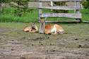 Odkrywamy łódzkie - Zoo Safari Borysew