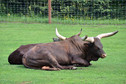 Odkrywamy łódzkie - Zoo Safari Borysew