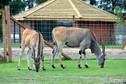 Odkrywamy łódzkie - Zoo Safari Borysew