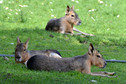 Odkrywamy łódzkie - Zoo Safari Borysew