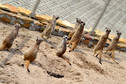 Odkrywamy łódzkie - Zoo Safari Borysew