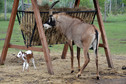 Odkrywamy łódzkie - Zoo Safari Borysew