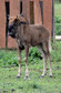 Odkrywamy łódzkie - Zoo Safari Borysew