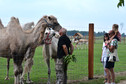 Odkrywamy łódzkie - Zoo Safari Borysew