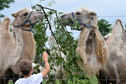 Odkrywamy łódzkie - Zoo Safari Borysew